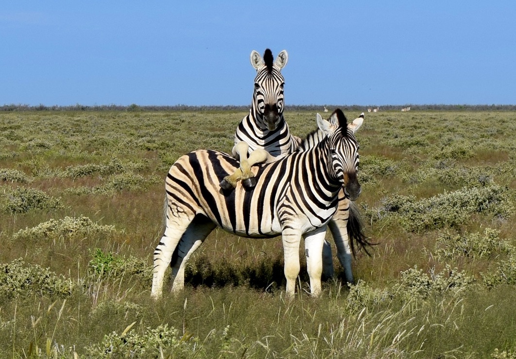 Namíbia varázsa - sivatagok, vadon és ősi himba kultúrák nyomában fotó
